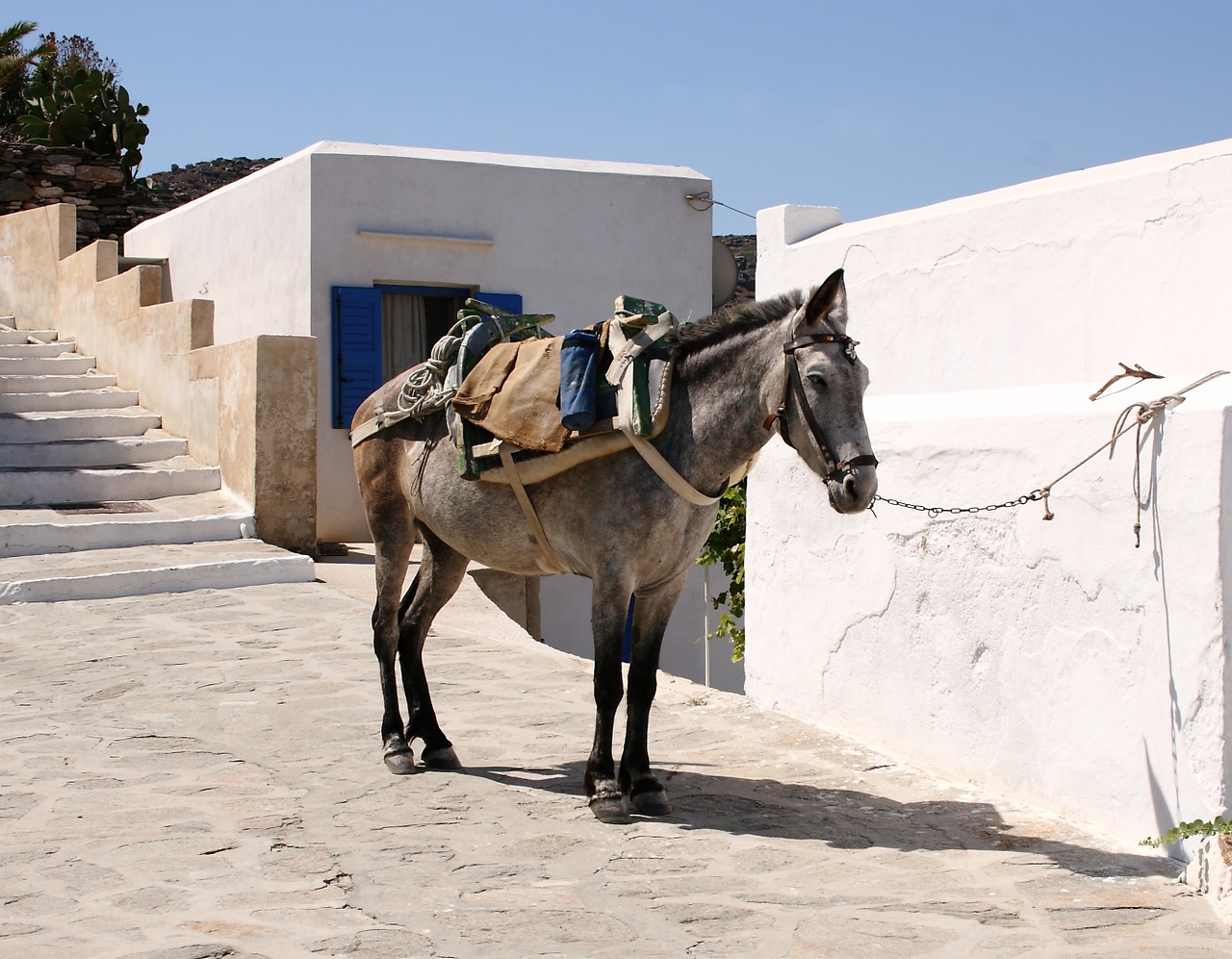asino a milos